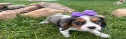 Cavalier King Charles Spaniel dogs for sale: Leila - Ad 1