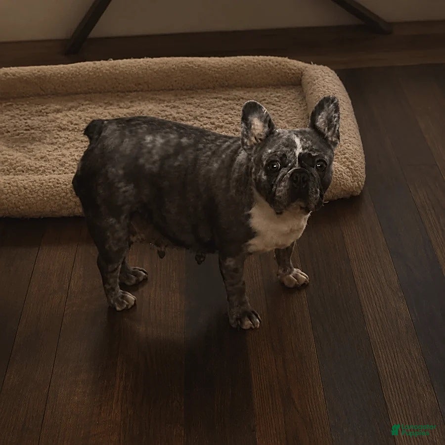 French Bulldog dogs Jeremy - Ad 2