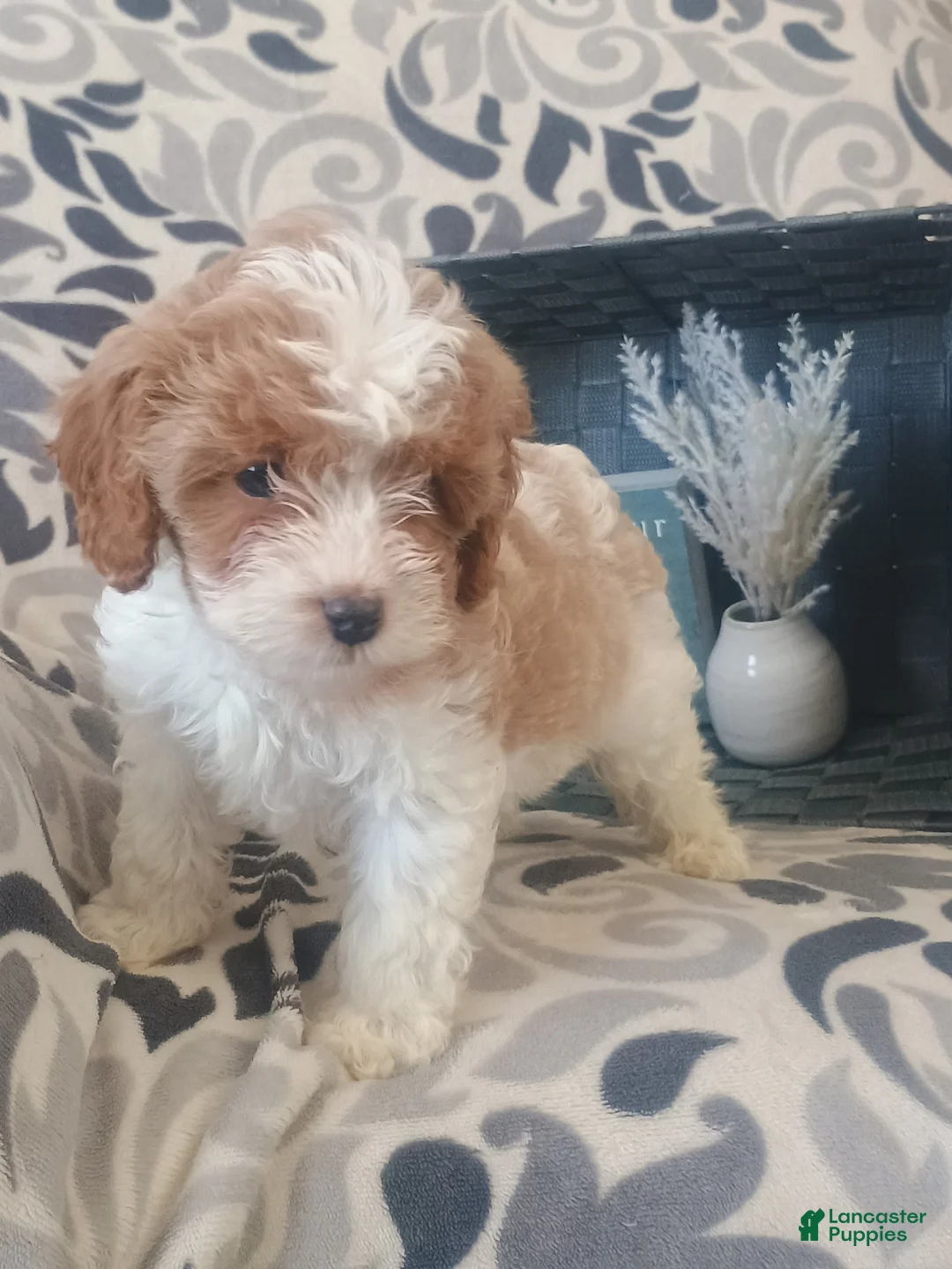 Cavapoo dogs for sale: Hadassah  - Ad 2