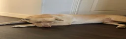 Labrador Retriever dogs for sale: Labrador Retriever Black Male 4 - Ad 3