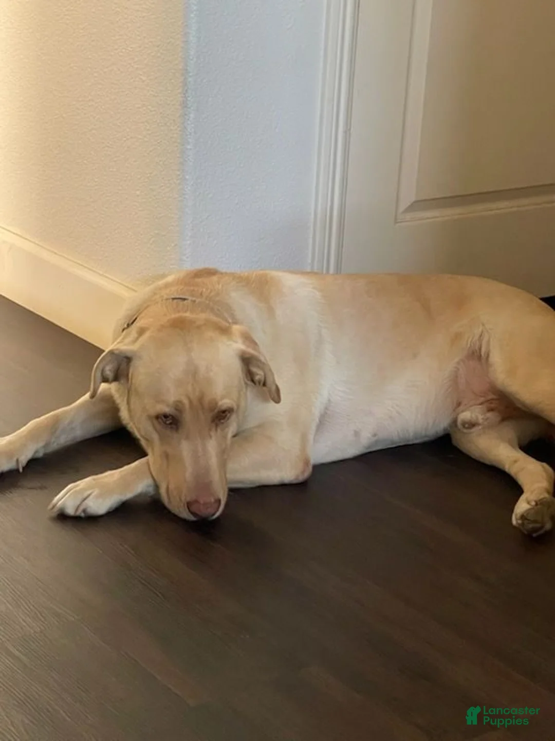 Labrador Retriever dogs for sale: Labrador Retriever Black Male 4 - Ad 3