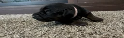 Mixed Breed dogs for sale: Tubs - Ad 2