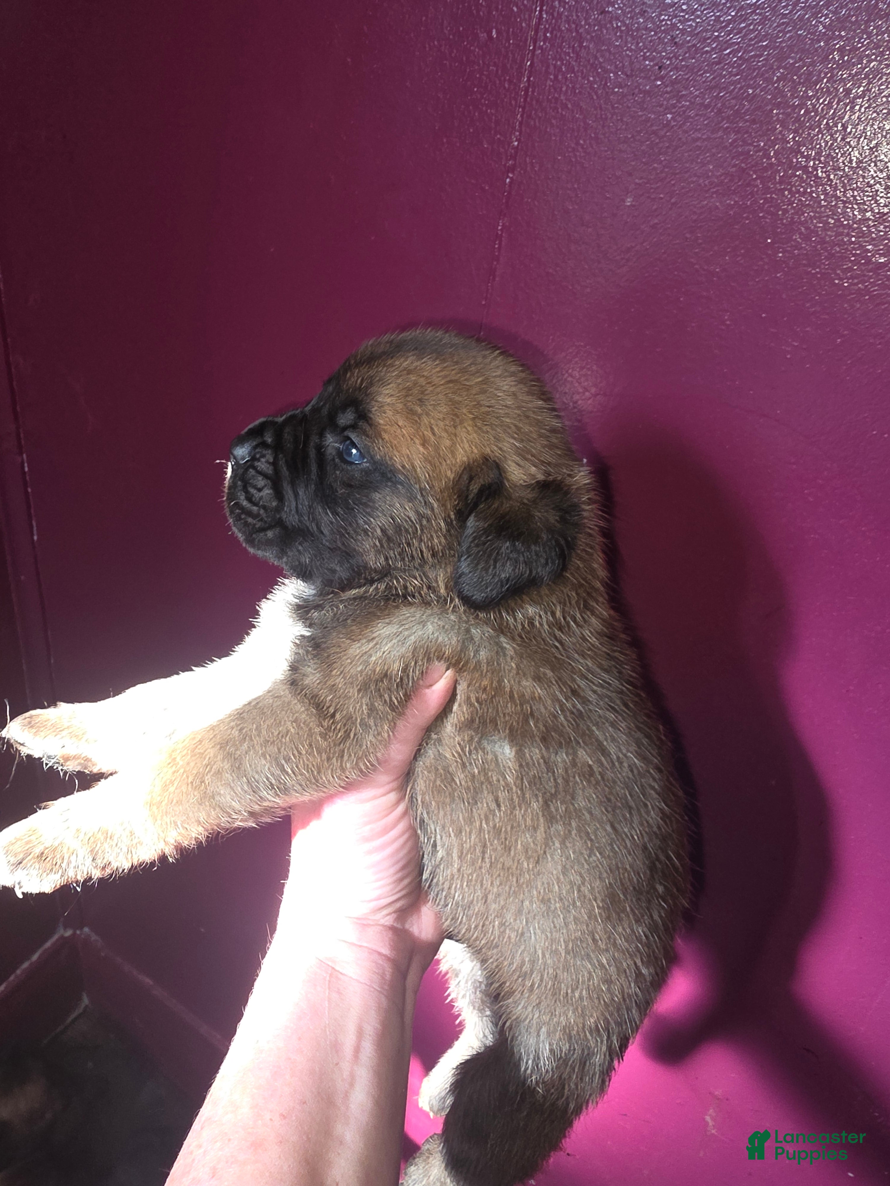 Cane Corso dogs for sale: Cane Corso 2 - Ad 19