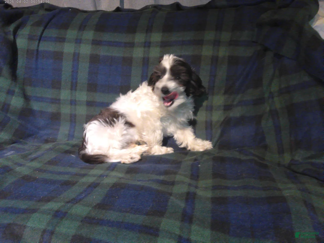 Maltipoo dogs for sale: Rowdy---  MaltiPoo male, in home raised, non-shedding - Ad 2