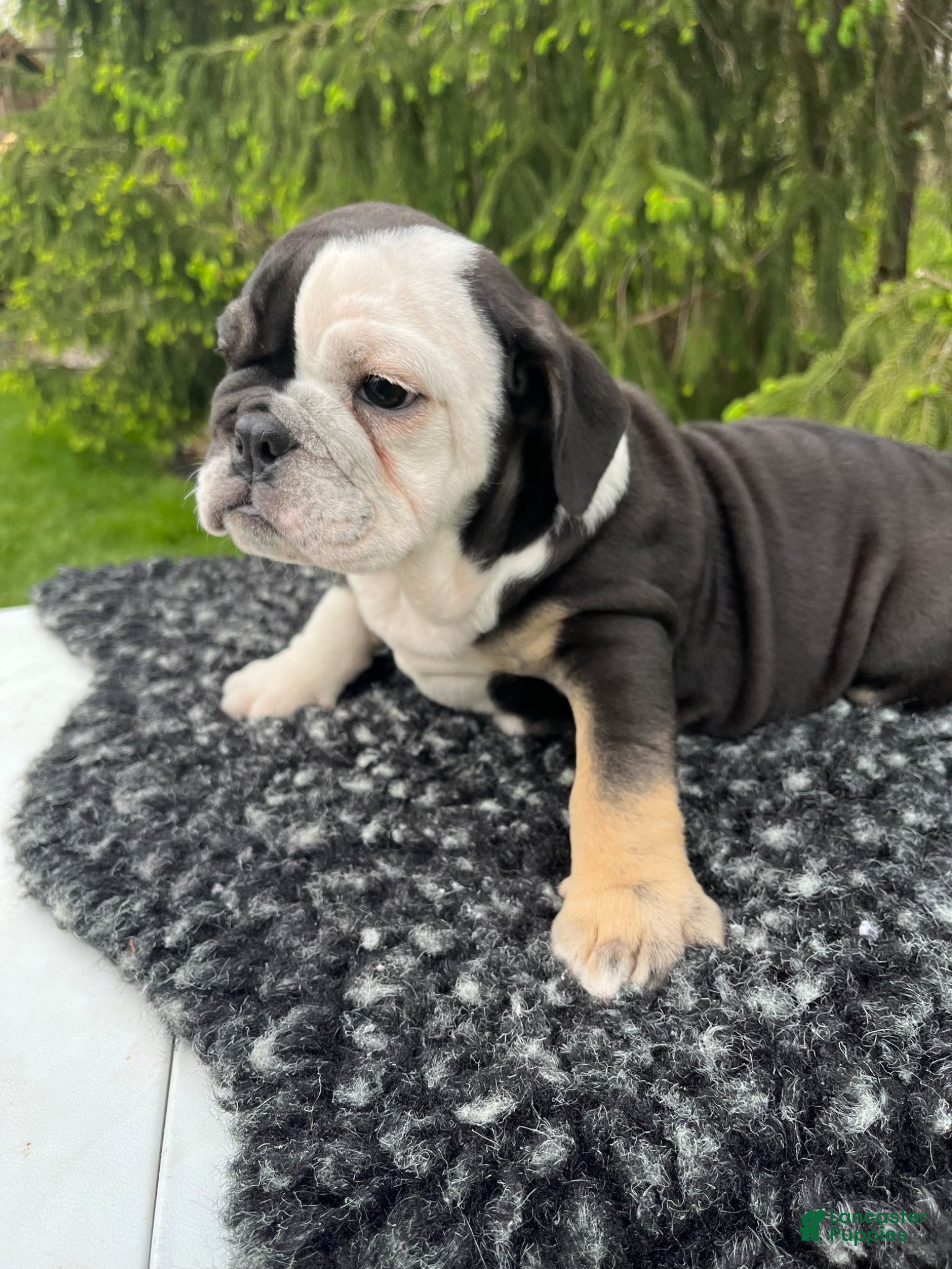 English Bulldog dogs Luna - Ad 2