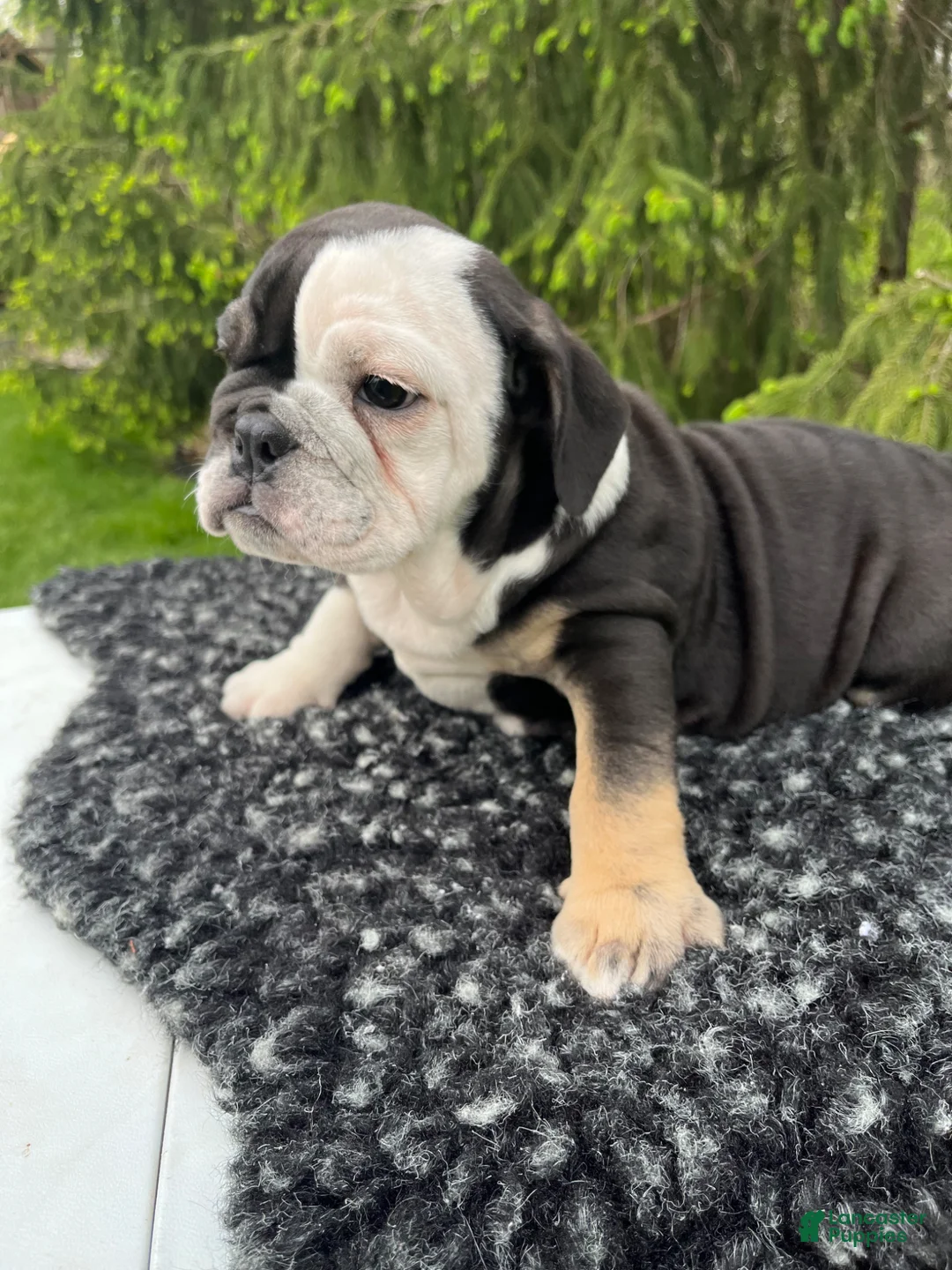 English Bulldog dogs for sale: Luna - Ad 2