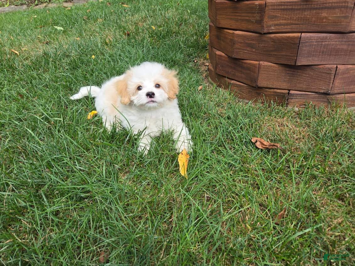 Maltipoo dogs Scooter - Ad 2