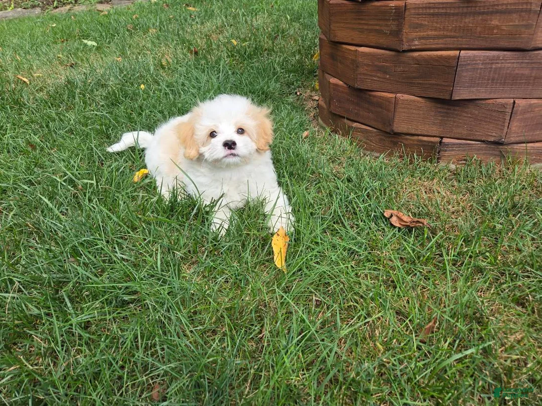 Maltipoo dogs for sale: Scooter - Ad 2