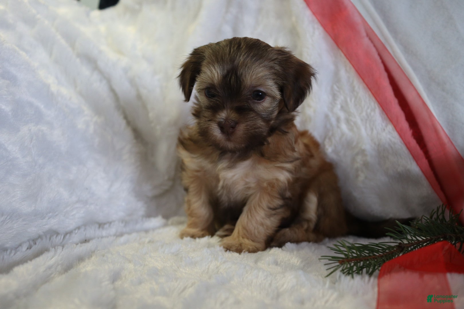 Havanese dogs Twinkles - Ad 28