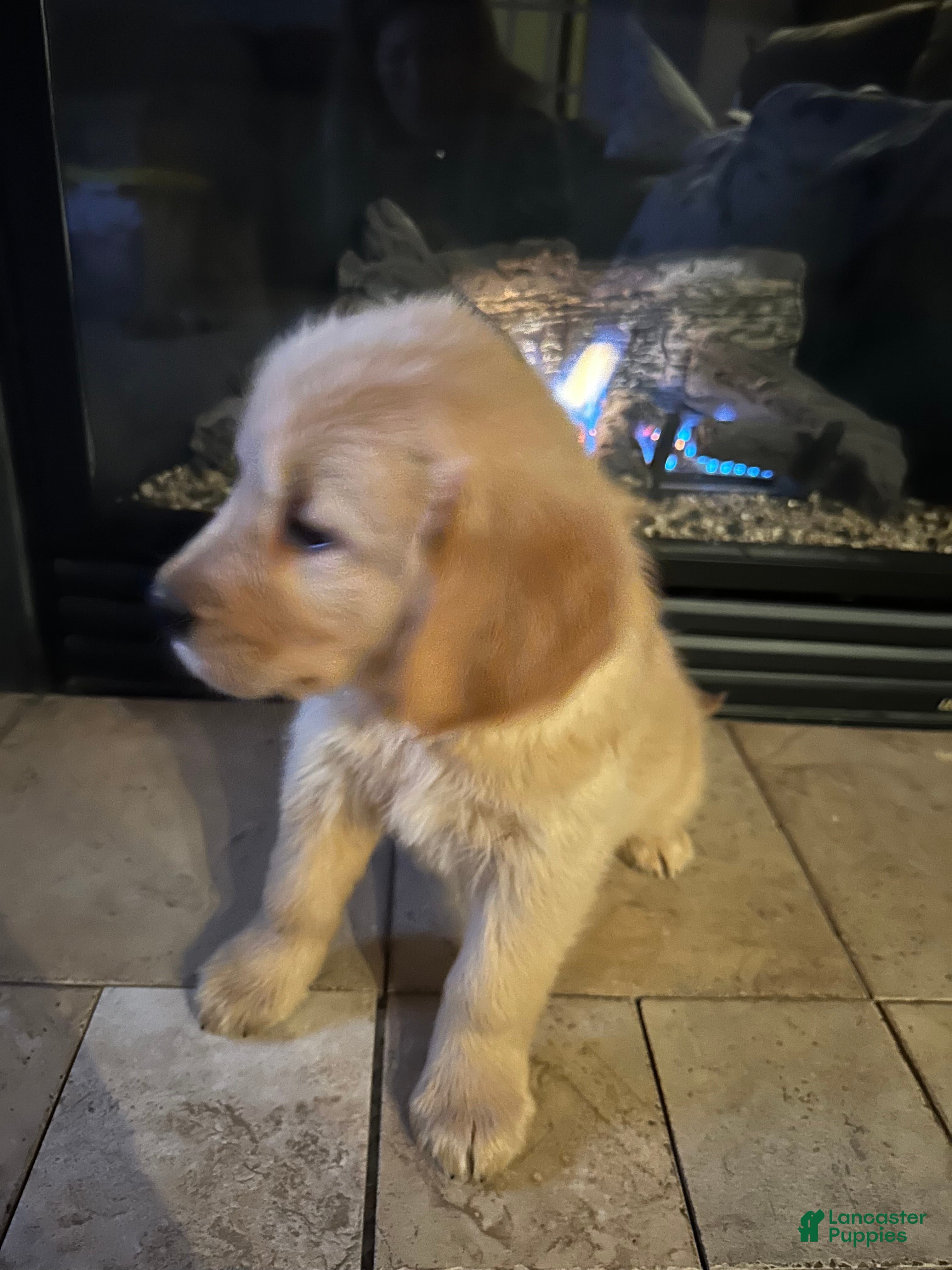 Golden Retriever dogs Ms. Gorgeous  - Ad 29