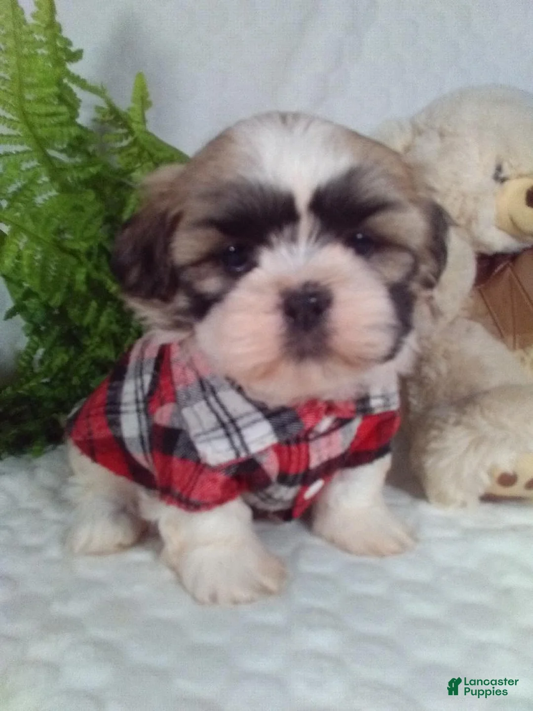 Shih Tzu dogs for sale: Hero - Ad 1