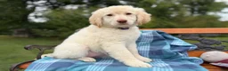 Mixed Breed dogs for sale: Regina (Girl) - Ad 4