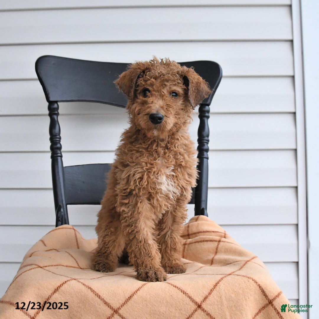 Goldendoodle dogs for sale: Bubbles - Ad 3