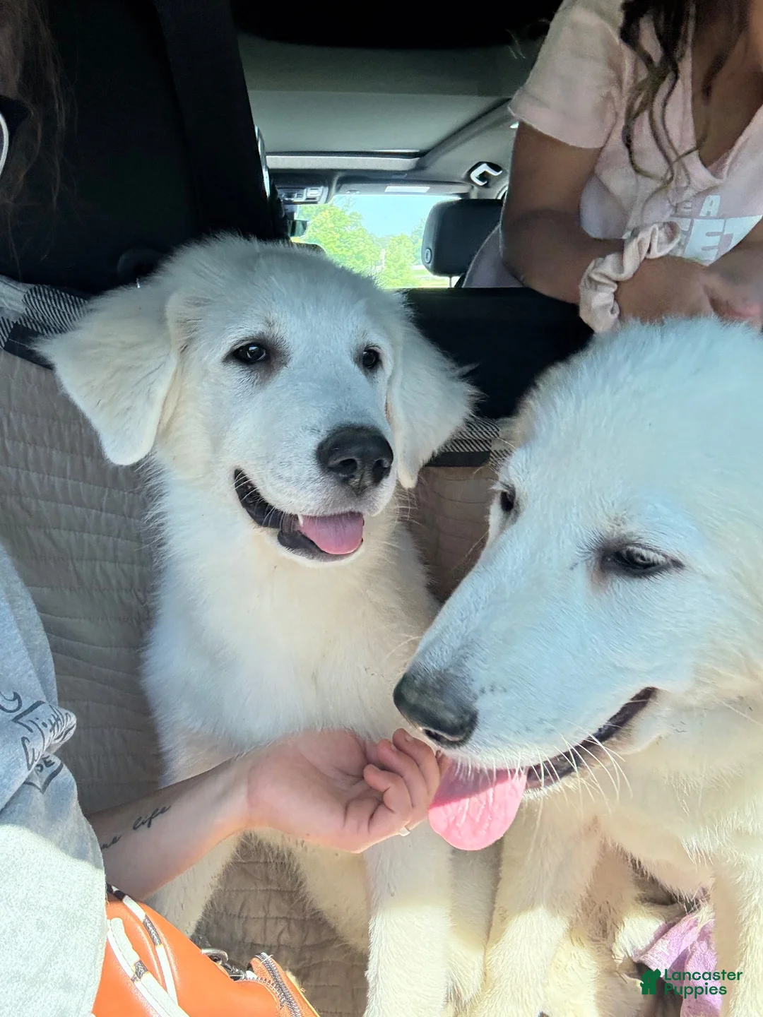 Great Pyrenees dogs for sale: Great Pyrenees Female aka Ginger - Ad 11