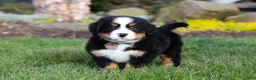 Bernese Mountain Dog dogs for sale: Prince - Ad 4
