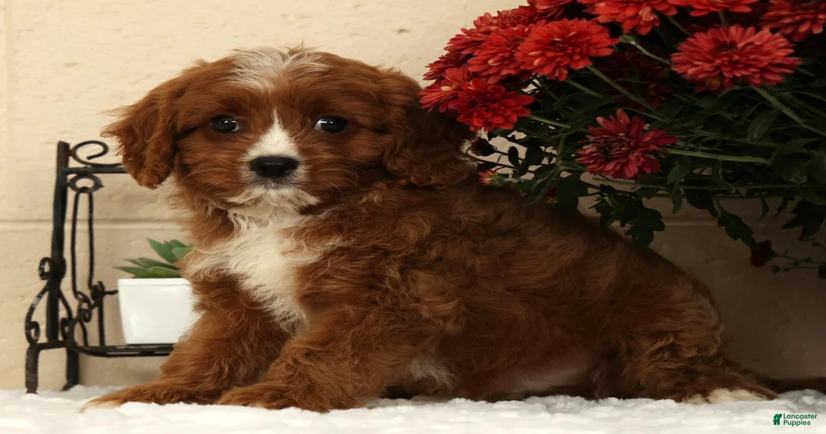 Black Cavapoo Puppies for sale | Lancaster Puppies