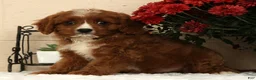 Cavapoo dogs for sale: Ace - Ad 1
