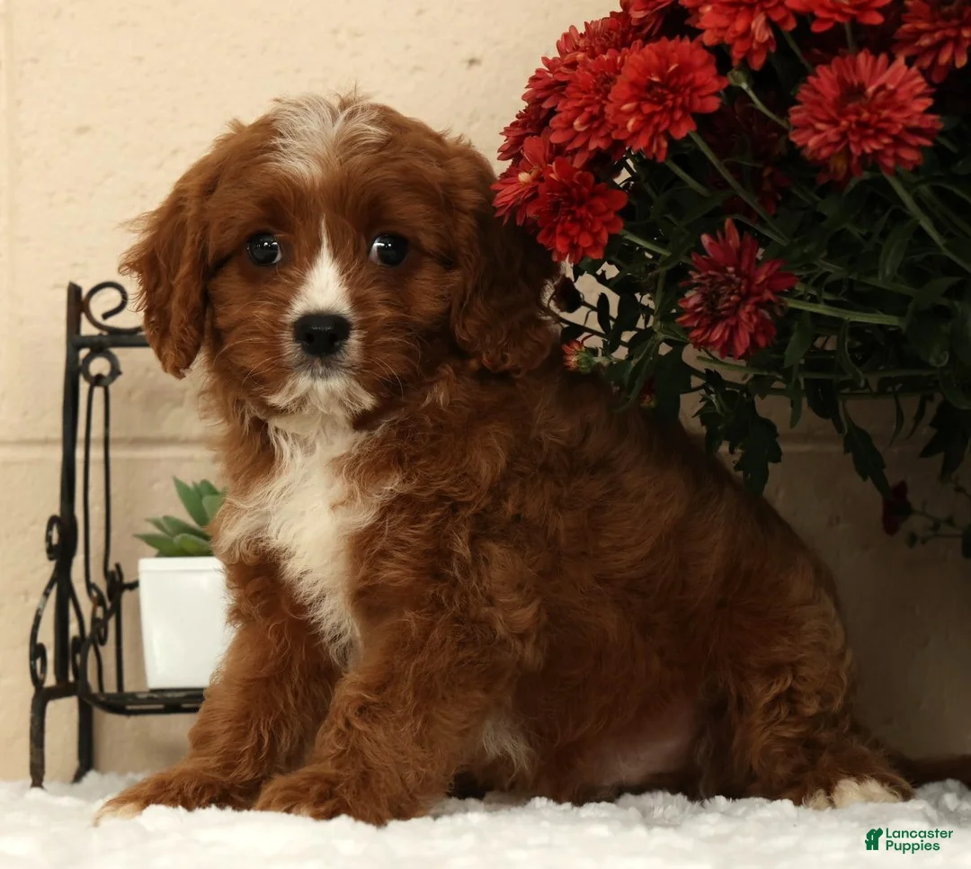 Cavapoo dogs for sale: Ace - Ad 1