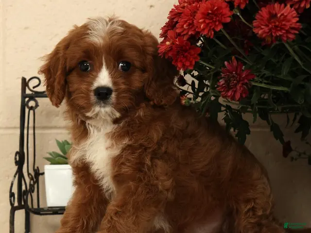 Cavapoo dogs for sale: Ace - Ad 1