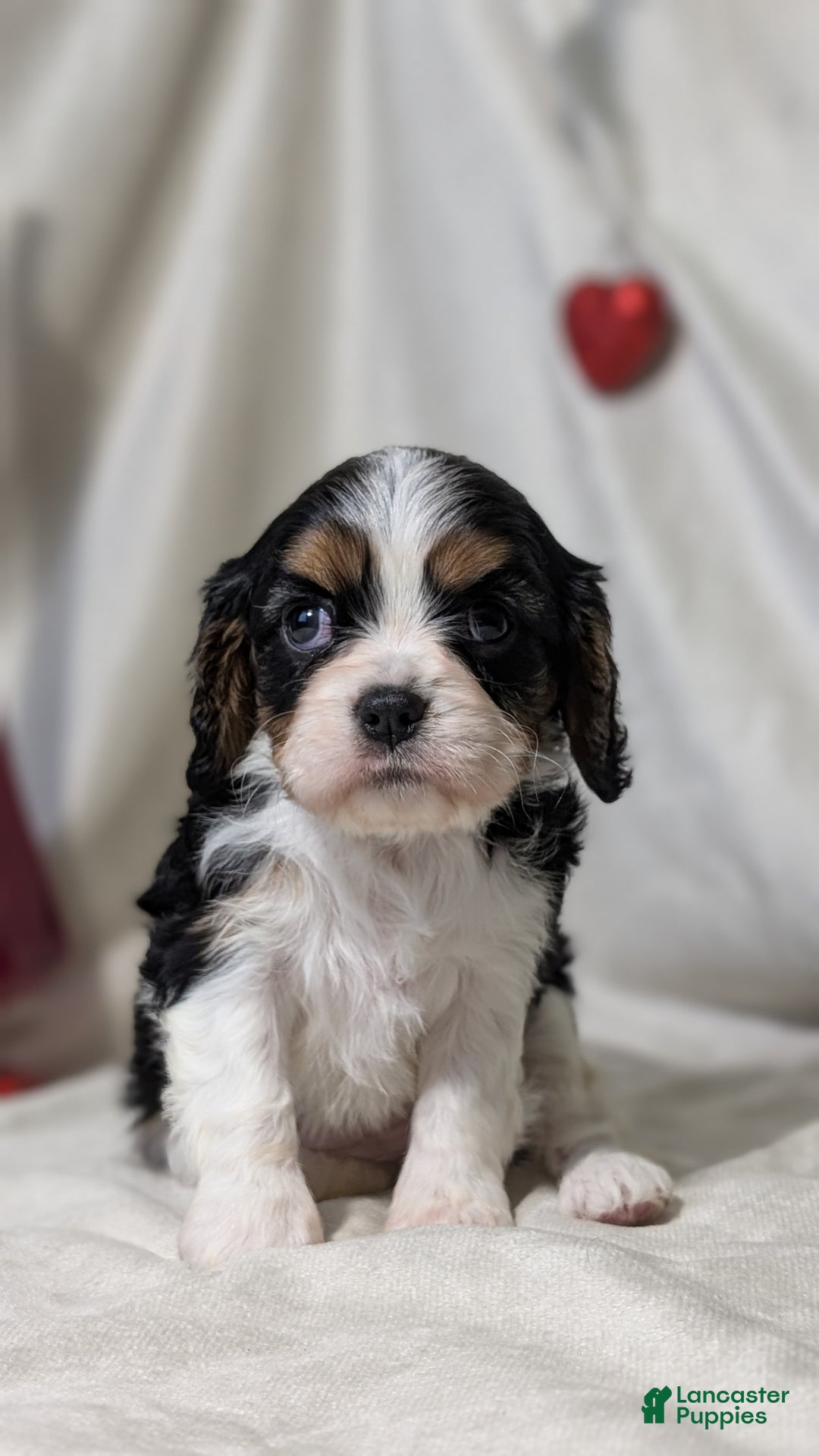 Cavalier King Charles Spaniel dogs for sale: Raya - Ad 10