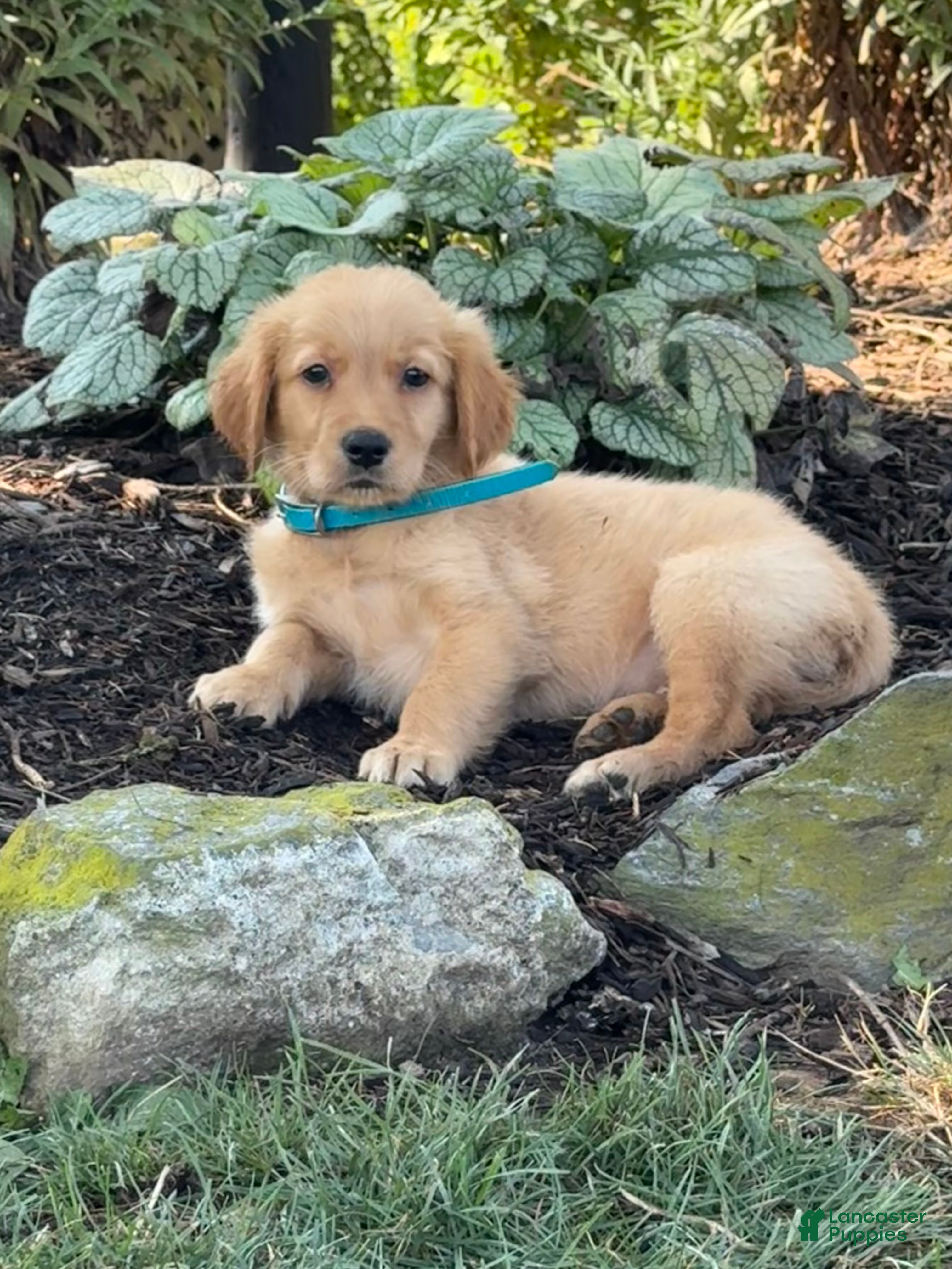 Golden Retriever dogs Kirk - Ad 2