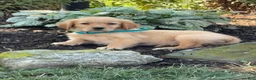 Golden Retriever dogs for sale: Kirk - Ad 2
