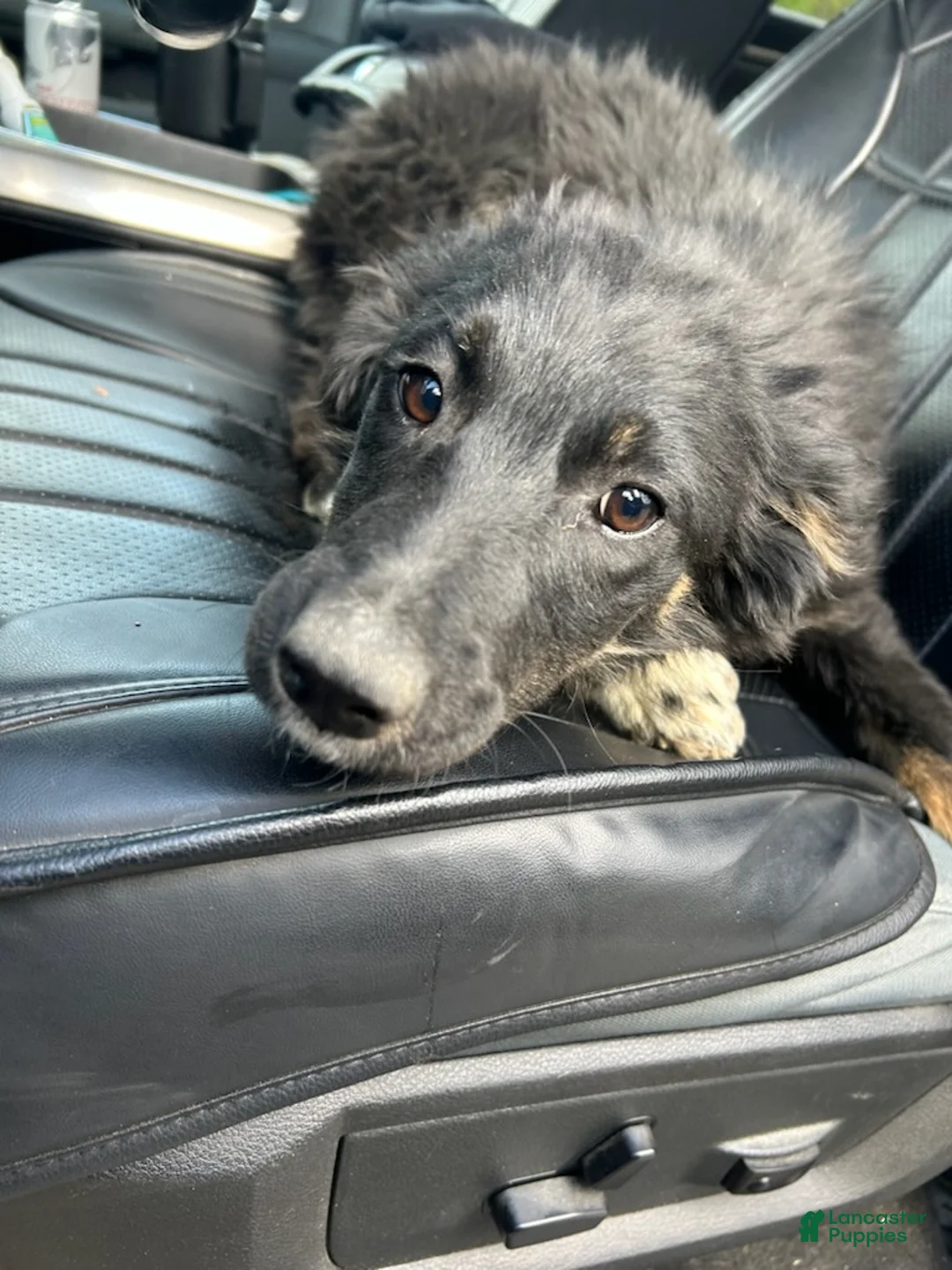 Australian Shepherd dogs for sale: Lady - Ad 3