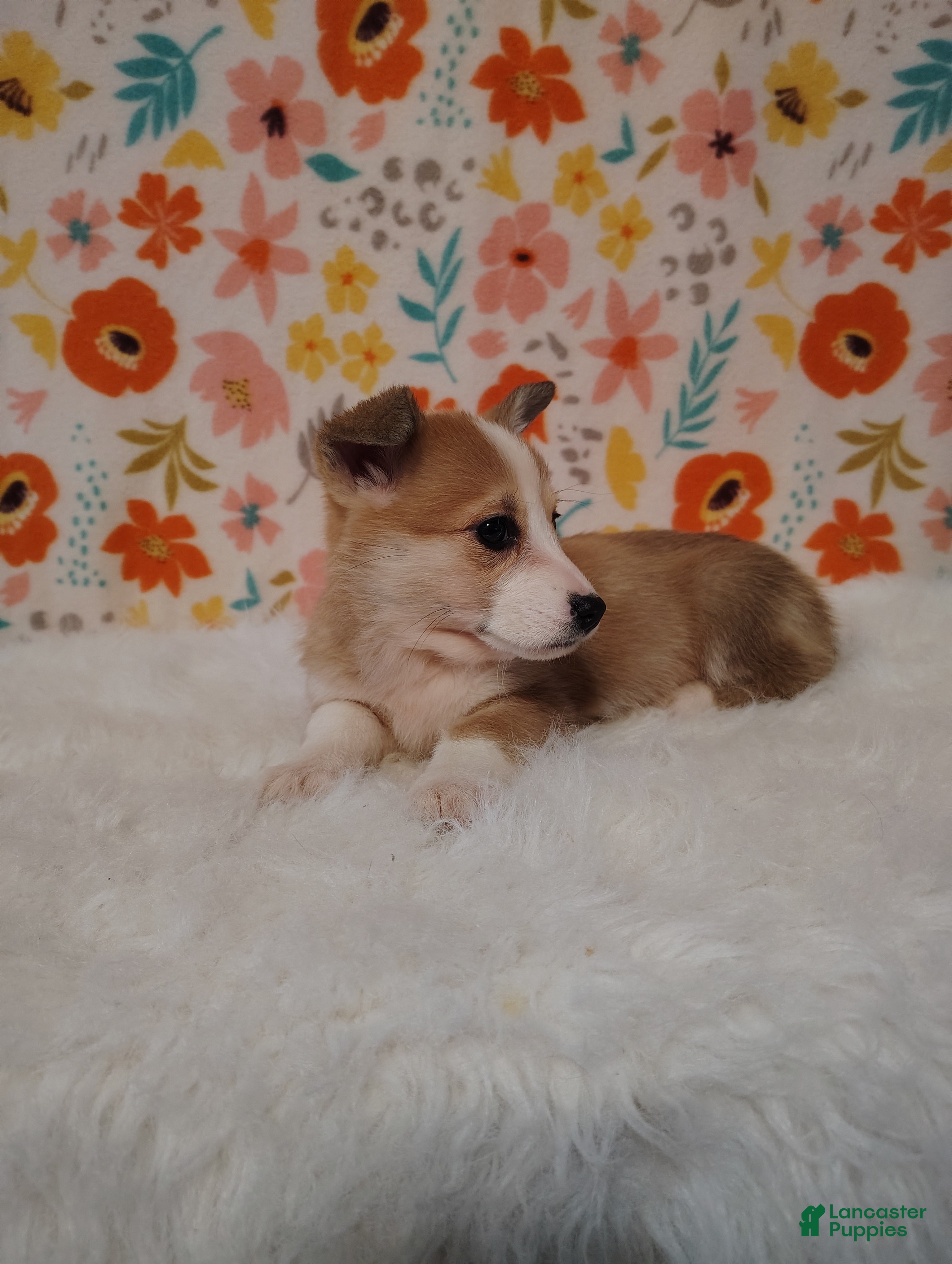 Welsh Corgi Pembroke dogs Mia - Ad 2