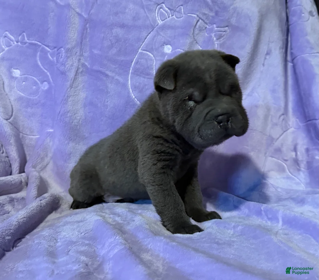 Shar Pei dogs for sale: Sulley - Ad 5