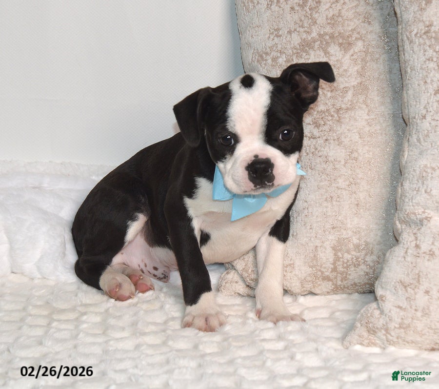 Boston Terrier dogs Bobby - Ad 2