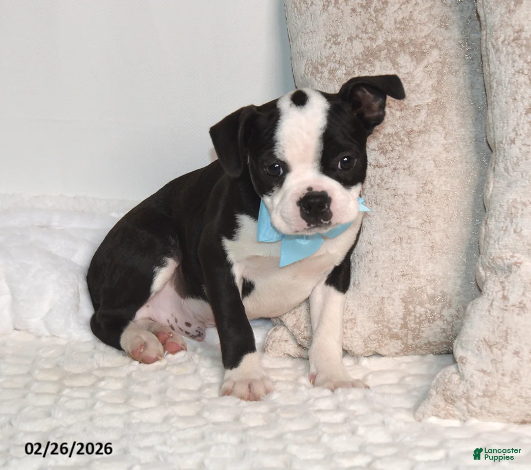 Boston Terrier dogs for sale: Bobby - Ad 2