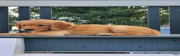 Golden Retriever dogs for sale: Cherry - Ad 2