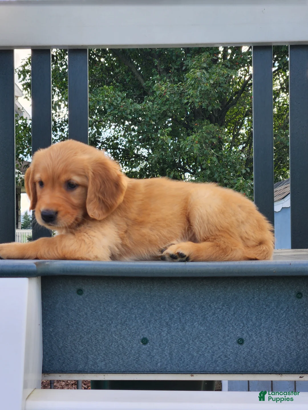 Golden Retriever dogs for sale: Cherry - Ad 2