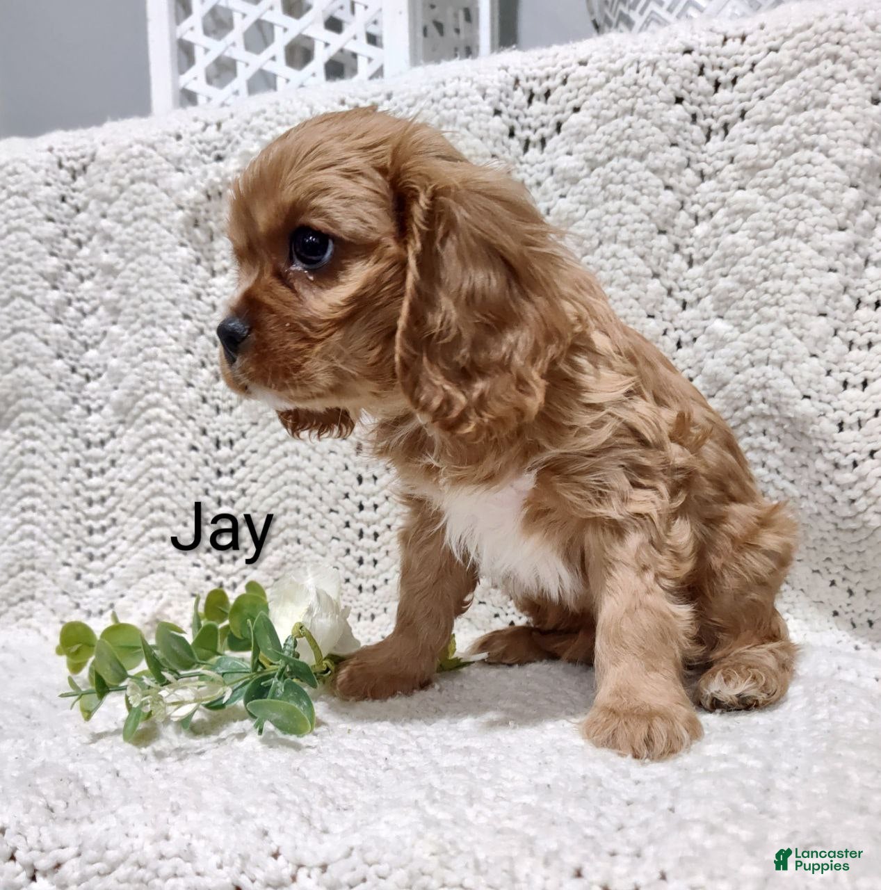 Cavalier King Charles Spaniel dogs Jay - Ad 2