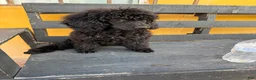 Standard Poodle dogs for sale: Luna - Ad 3