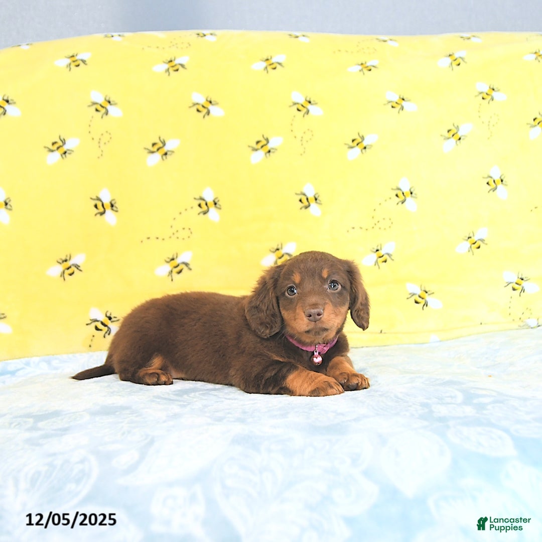 Miniature Dachshund dogs for sale: Precious - Ad 4