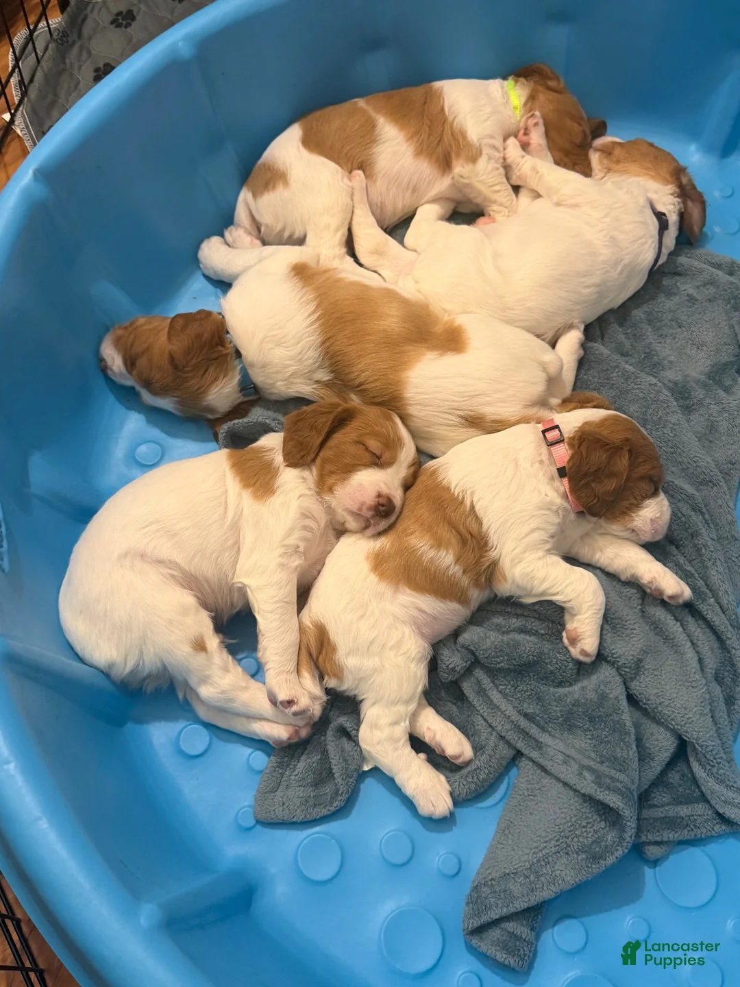 Brittany Spaniel dogs for sale: Brittany Spaniel 4 - Ad 15