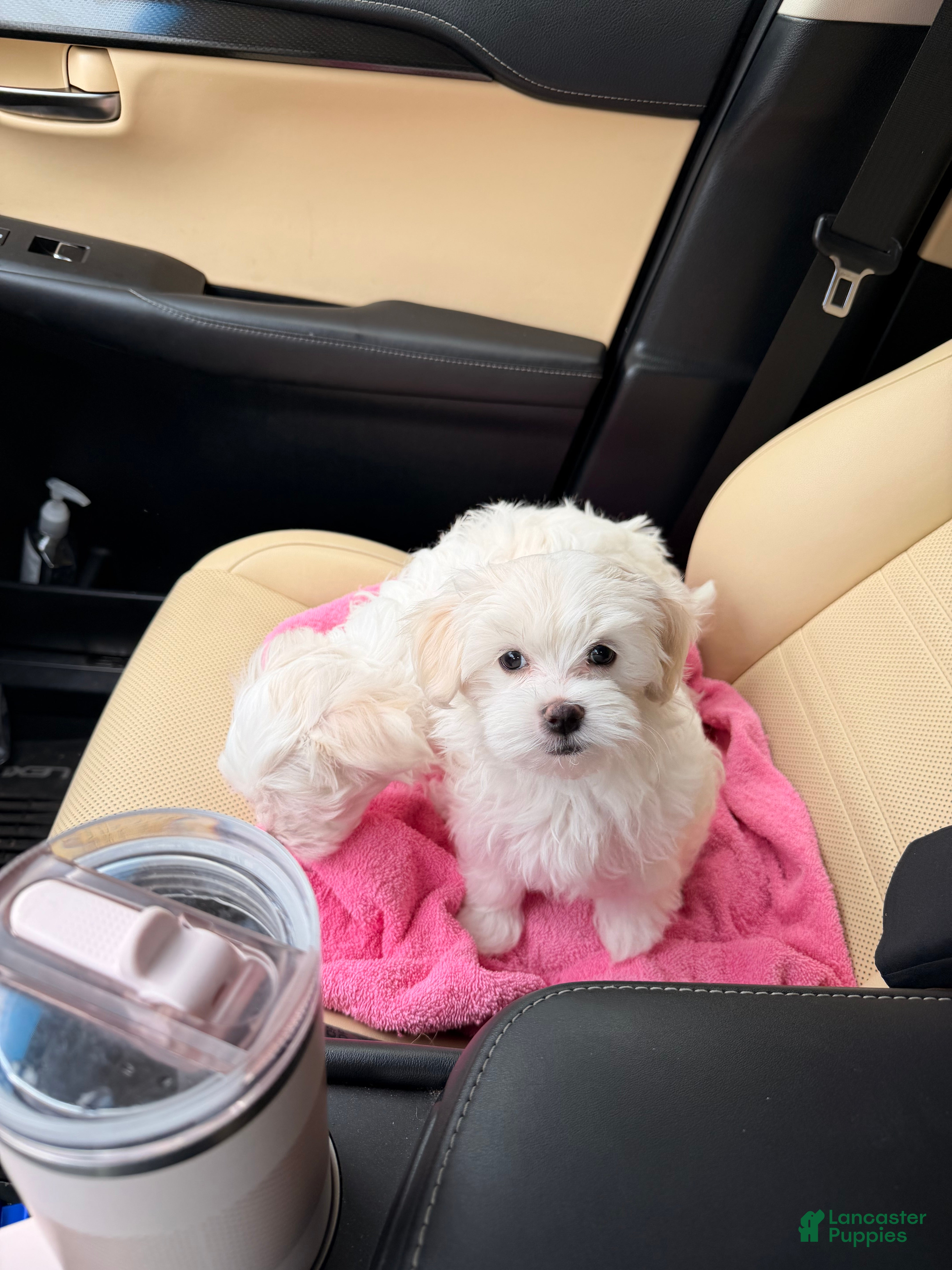Maltese dogs for sale: Max - Ad 2