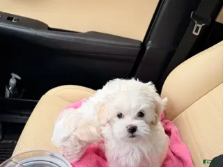 Maltese dogs for sale: Max - Ad 2