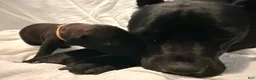 Cane Corso dogs for sale: Ketch AKC orange/teal collar - Ad 29