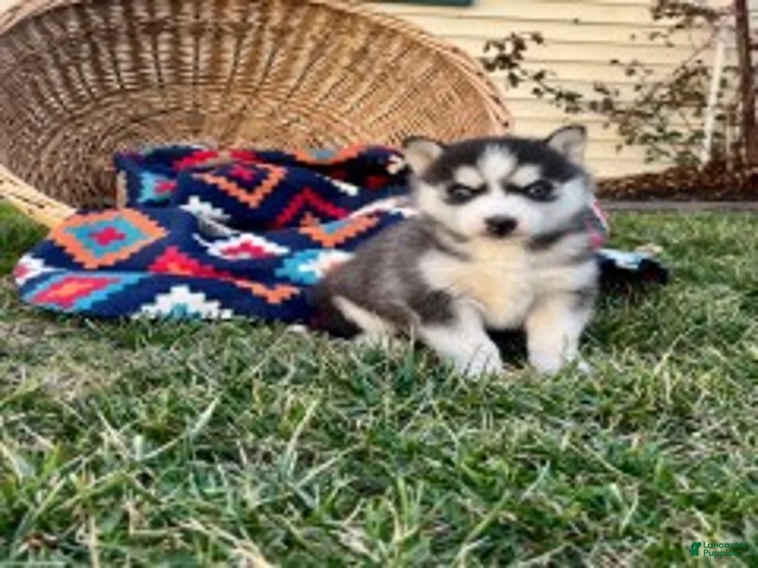 Siberian Husky dogs for sale: Alaskan❤️AKC Registered❤️Call 717-925-6681 - Ad 1