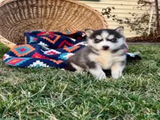 Siberian Husky dogs Alaskan❤️AKC Registered❤️Call 717-925-6681 - Ad 12