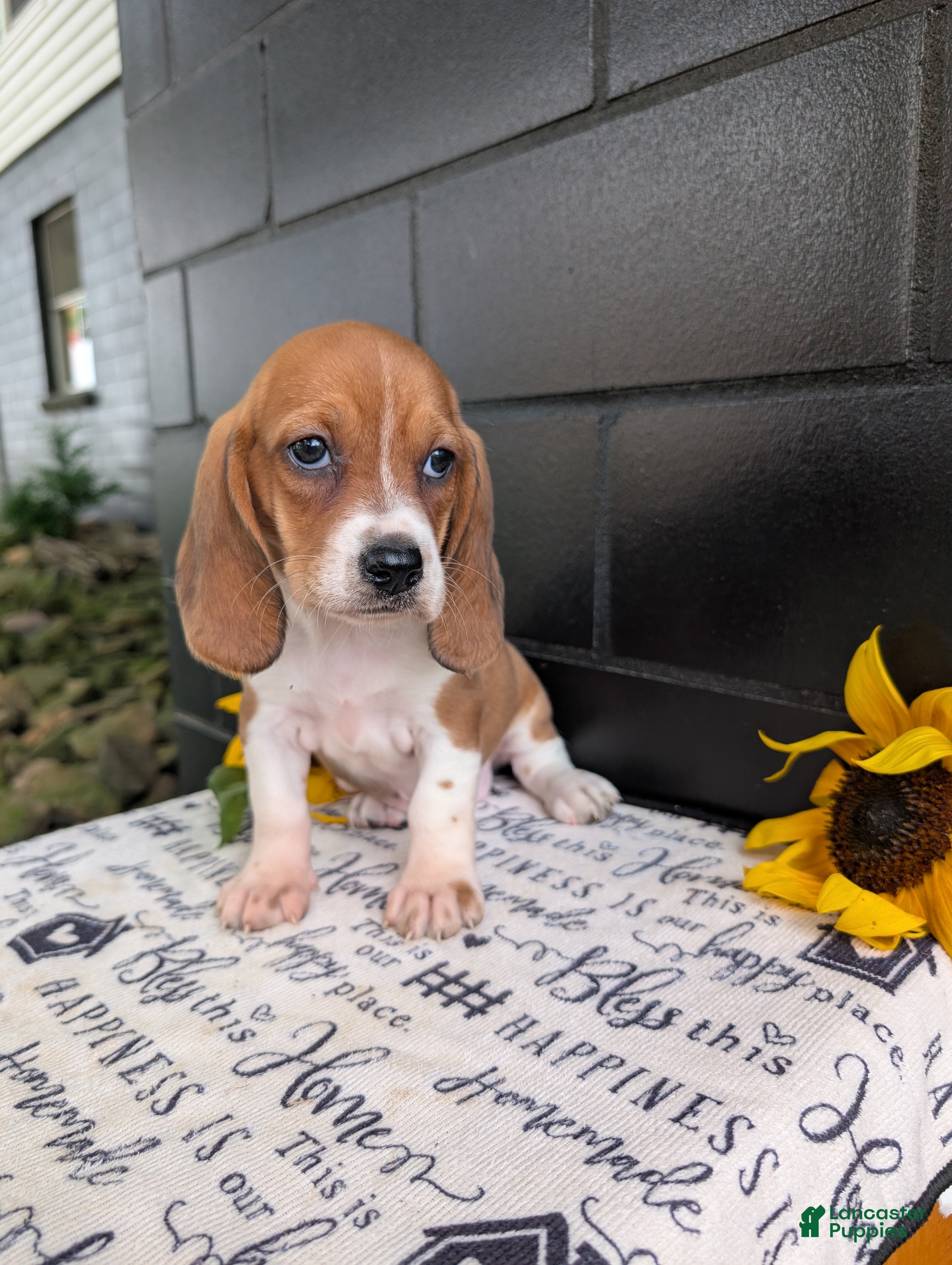Mixed Breed dogs Lilly - Ad 1