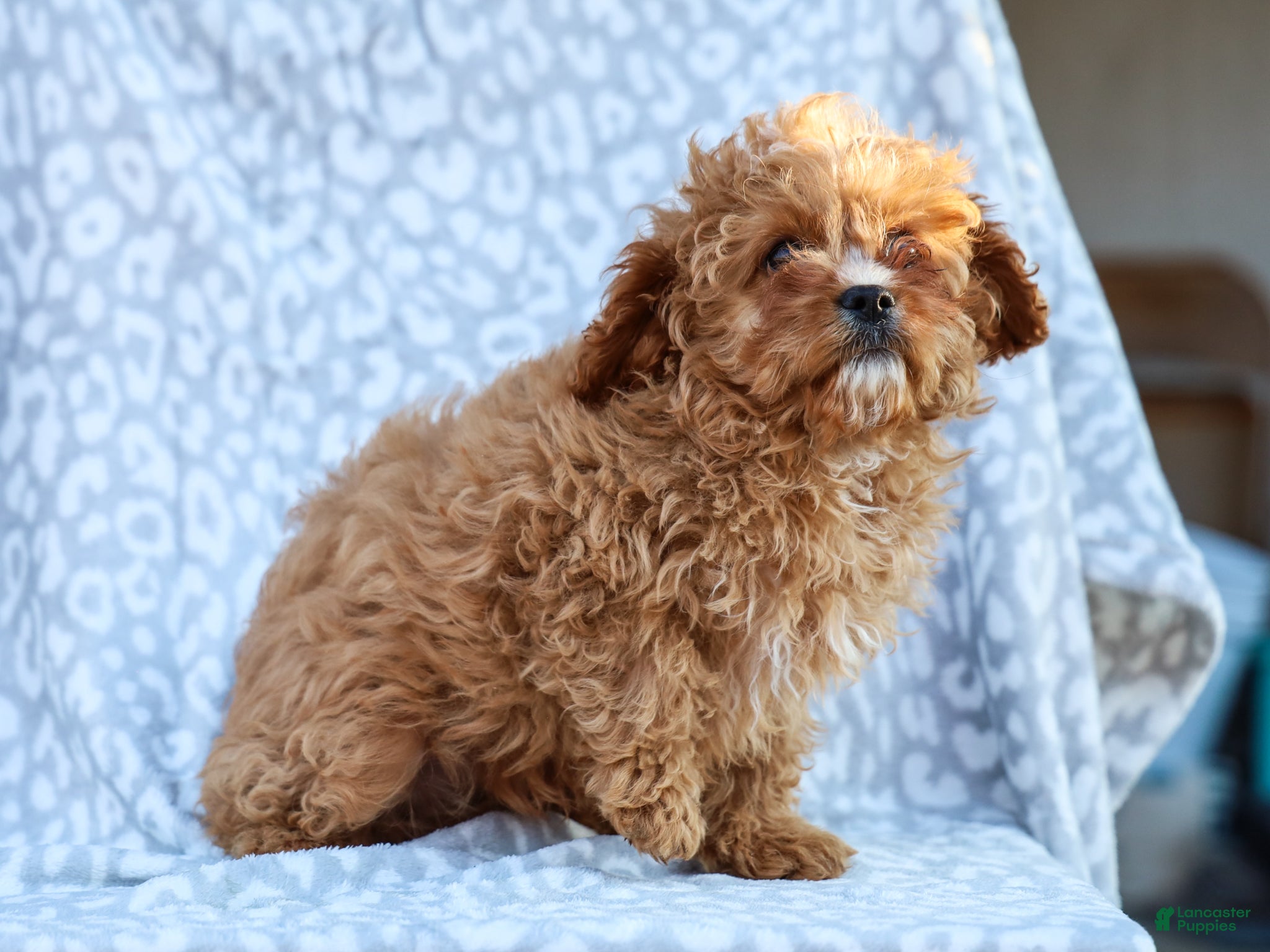 Cavapoo dogs Perry Cavapoo Puppy - Ad 2