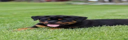 Rottweiler dogs for sale: Angela - Ad 14
