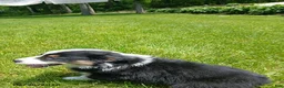 Miniature Australian Shepherd dogs for sale: Patrick - Ad 4