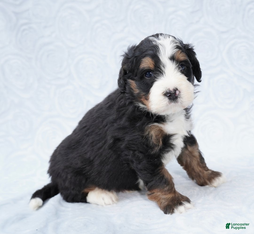 Mini Bernedoodle dogs for sale: Winston - Ad 2