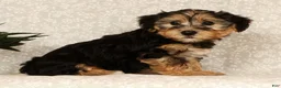 Yochon dogs for sale: Kenny - Ad 4