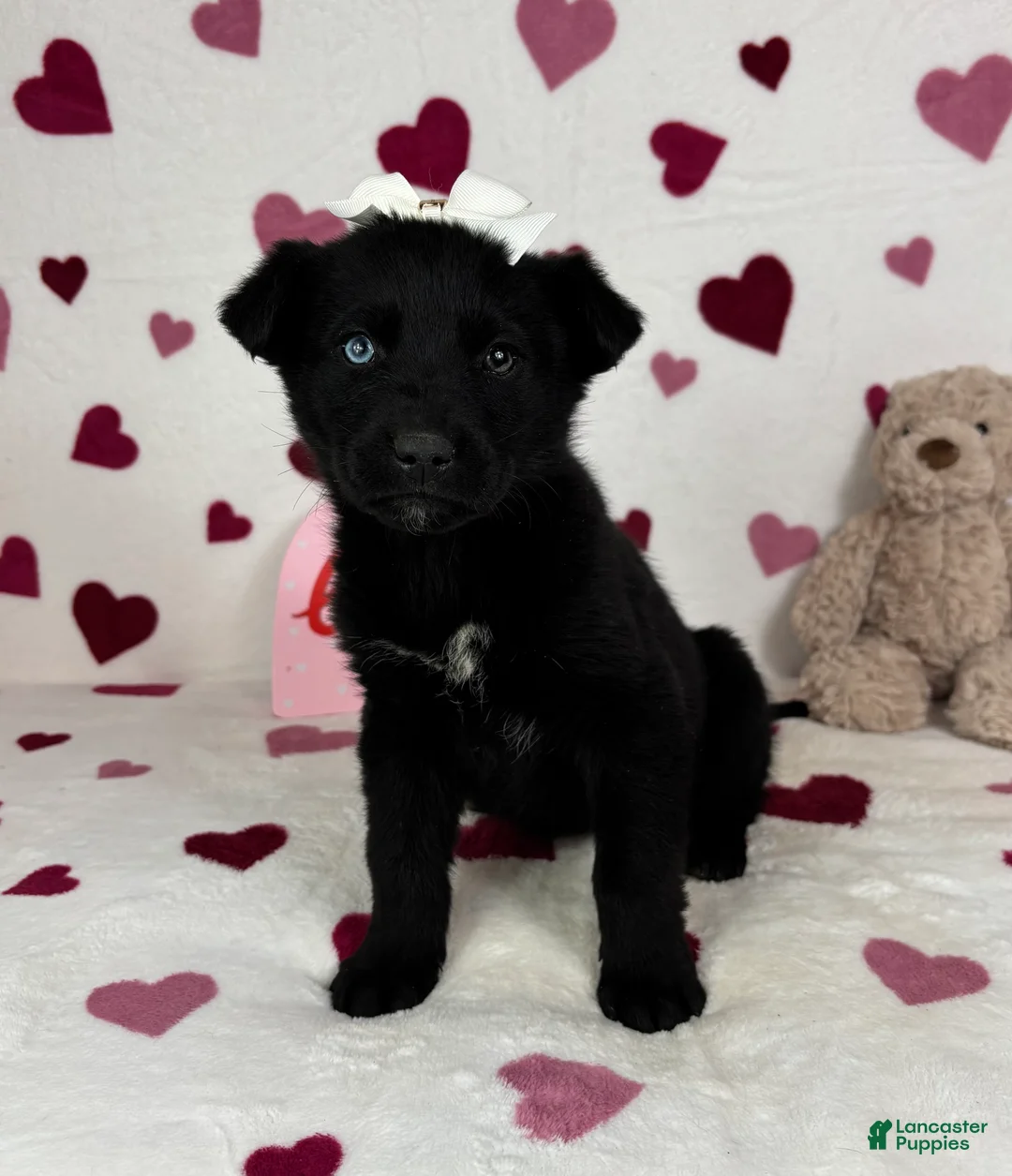 Mixed Breed dogs for sale: Charlotte  - Ad 3