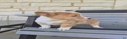 Welsh Corgi Pembroke dogs for sale: Talia - Ad 4